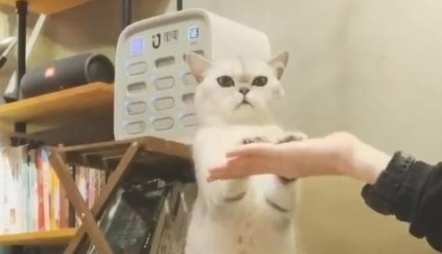 猫咪主动黏着帅哥,疯狂做动作撒娇卖萌,不要太可爱! 猫咪主动黏着帅哥,疯狂做动作撒娇卖萌,不要太可爱!