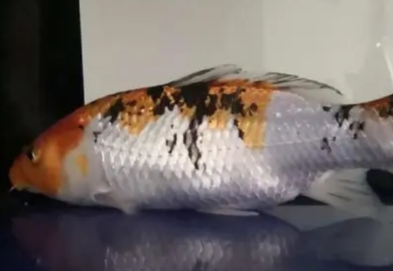 锦鲤趴缸最快的恢复方法