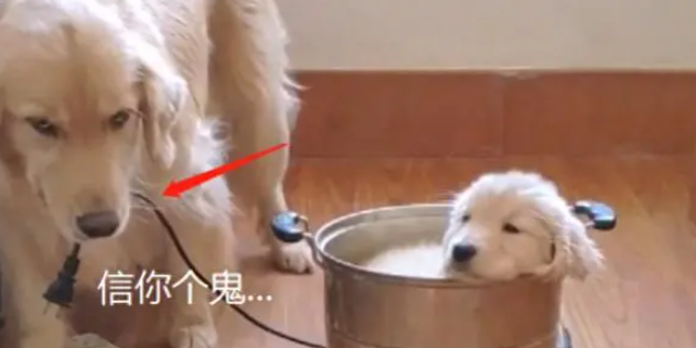 金毛生了个“独苗”,把孩子当宝一样,为了奶狗跟女主翻脸 金毛生了个“独苗”,把孩子当宝一样,为了奶狗跟女主翻脸