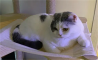 养猫有什么好处