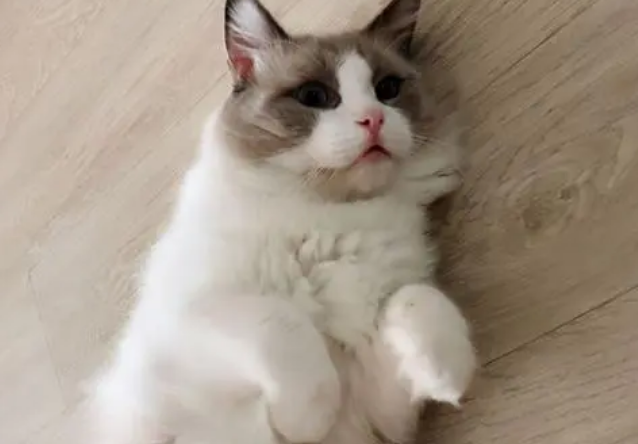 布偶猫夏天会热死吗 布偶猫夏天会热死吗