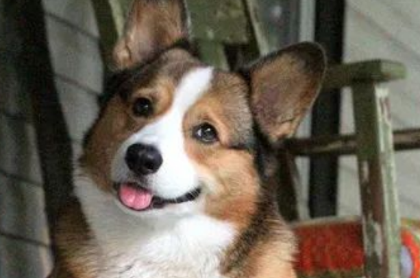 威尔士柯基犬:短腿翘臀太迷人,英国王室专宠,真正狗生赢家