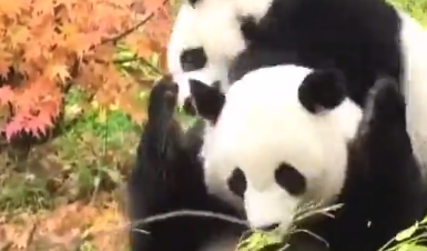 熊猫圆梦想尽办法惹妈妈“生气”被一掌撂倒:当我是隔壁王阿姨啊 熊猫圆梦想尽办法惹妈妈“生气”被一掌撂倒:当我是隔壁王阿姨啊