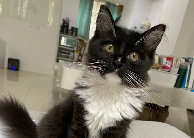 布偶猫生了全是黑猫 布偶猫生了全是黑猫