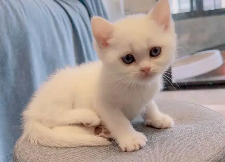 小猫咪是不是像个小孩子 小猫咪是不是像个小孩子
