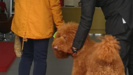铲屎官带大狗提车，店员小哥趁机撸狗，宠主：这狗比车还要贵