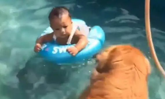 让金毛看护学游泳的宝宝，一发现宝宝有危险，金毛反应令人暖哭
