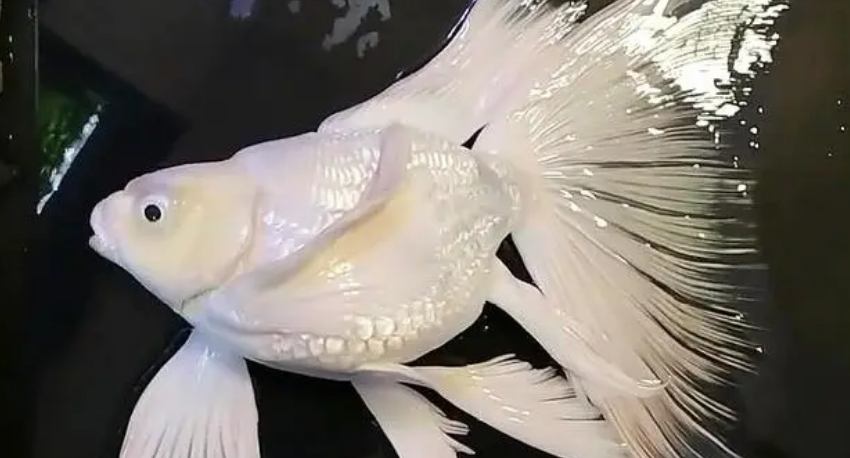 蝴蝶鲤鳞片充血发红