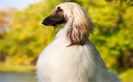 阿富汗猎犬凶不凶 有一种贵族般的气质