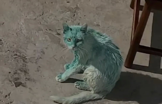 白色猫咪跑进了颜料桶里,全身都被染成了绿色!猫:我焦“绿”了 白色猫咪跑进了颜料桶里,全身都被染成了绿色!猫:我焦“绿”了