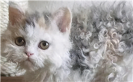 怎样不让猫掉毛