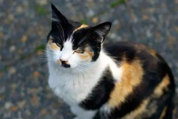 印星猫是什么样子的图片 印星猫是什么样子的图片