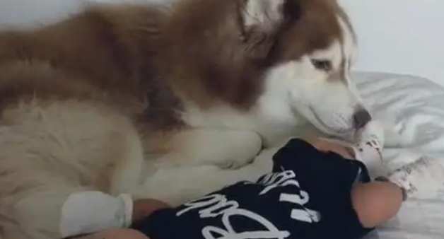 哈士奇首次见到宝宝,靠近做出的举动,令妈妈热泪盈眶 哈士奇首次见到宝宝,靠近做出的举动,令妈妈热泪盈眶
