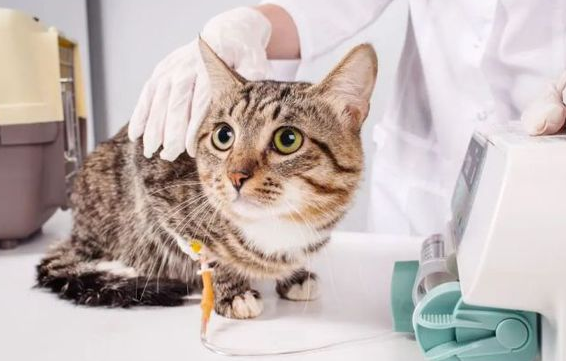怎么判断是猫瘟还是肠胃不好
