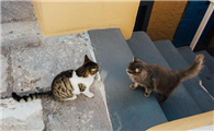 怎么拦住猫上楼