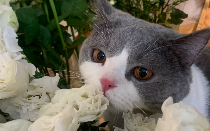 洋桔梗对猫来说有毒吗