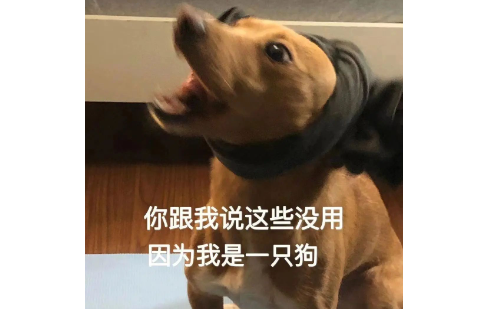 导盲犬带5个人吃火锅迷路了,被民警捡到,网友:它是导盲犬不是导航犬 导盲犬带5个人吃火锅迷路了,被民警捡到,网友:它是导盲犬不是导航犬