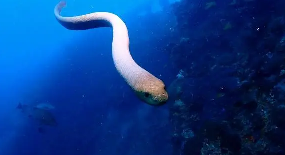 海蛇的图片大全 海蛇的图片大全