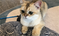 养猫可以买的鲜花