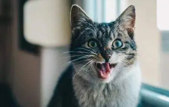 小猫老叫个不停怎么回事