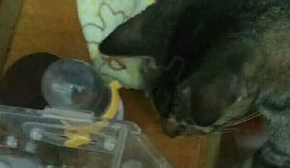 当狸花猫看见了仓鼠,视线就没有移开了,它好像发现了“新大陆” 当狸花猫看见了仓鼠,视线就没有移开了,它好像发现了“新大陆”