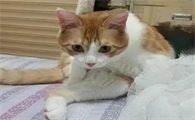 养八个月的猫好吗