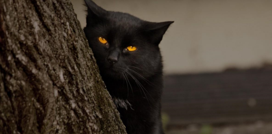 最神奇的一只猫咪,导致上万人沉入大海,自己却安然无恙 最神奇的一只猫咪,导致上万人沉入大海,自己却安然无恙