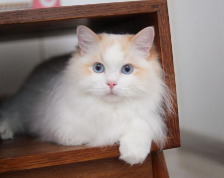 布偶猫认生怎么办
