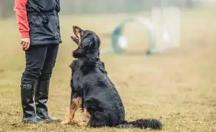 训狗10句口诀 训狗10句口诀