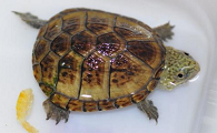 东方泥龟成体照片