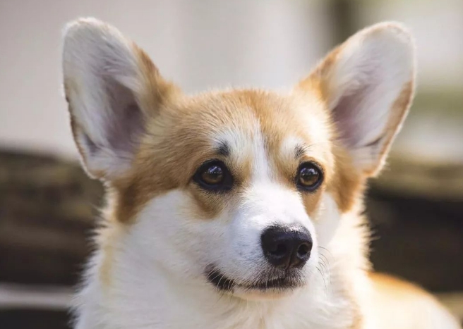 点指名犬——你所不知道的彭布罗克威尔士柯基