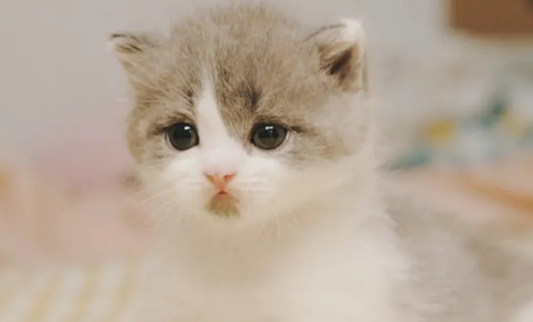 小猫怎么分辨公母 小猫怎么分辨公母