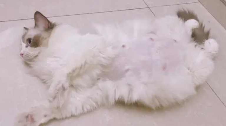 怎么判断猫难产