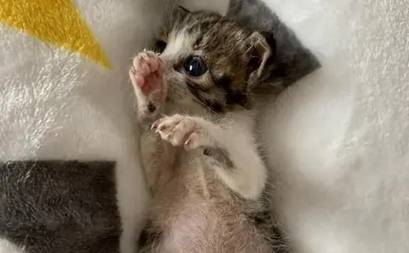 小猫生产后多久有奶水