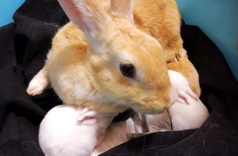 刚生的兔子怎么喂养视频 刚生的兔子怎么喂养视频