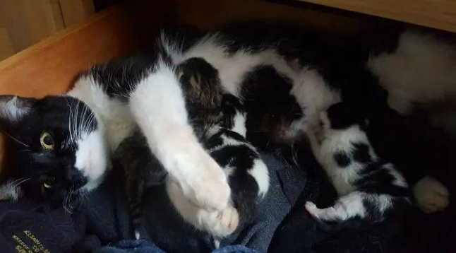 两年前流浪猫闯入网友家里生了一窝娃，后来这一家子都被收编了