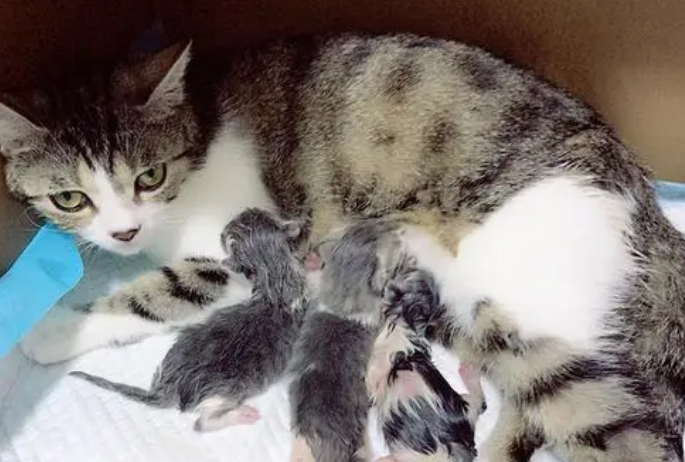 怎么帮助母猫生产 怎么帮助母猫生产