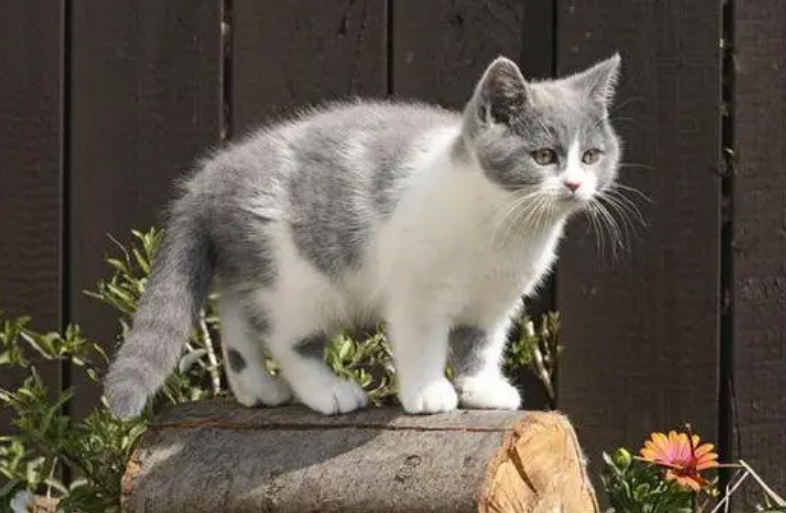 长尾猫好还是短尾猫好 长尾猫好还是短尾猫好