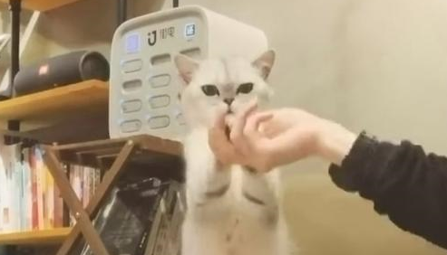 猫咪主动黏着帅哥,疯狂做动作撒娇卖萌,不要太可爱! 猫咪主动黏着帅哥,疯狂做动作撒娇卖萌,不要太可爱!
