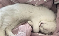 小猫无意识的掉屎粒是啥意思