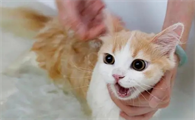 小猫几个月可以洗澡
