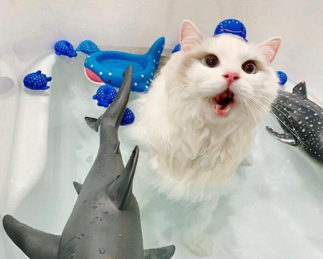 这是一只神仙猫咪，人家不仅不怕水，还喜欢泡澡