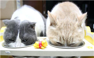 小猫咪不吃东西怎么办