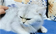 怎么确定公猫发完情了