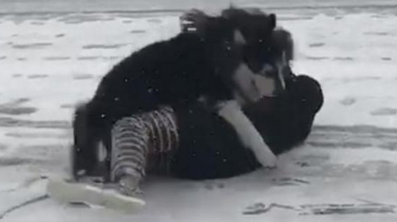 带阿拉斯加出来玩雪,阿拉:进入我的地盘,有你好受的 带阿拉斯加出来玩雪,阿拉:进入我的地盘,有你好受的