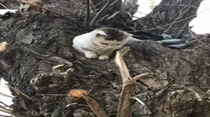 遇到一只流浪猫,每天都乖乖地在树洞里等着网友给它送饭,好有爱 遇到一只流浪猫,每天都乖乖地在树洞里等着网友给它送饭,好有爱