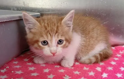 小猫几个月断奶 小猫几个月断奶