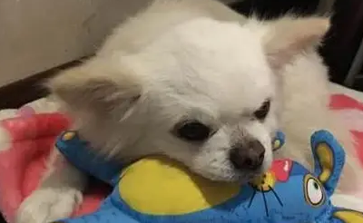 土狗去世第一百天,主人含泪写下:你还没坐过飞机,却飞去了天堂 土狗去世第一百天,主人含泪写下:你还没坐过飞机,却飞去了天堂