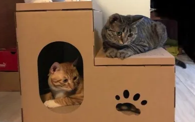 用纸箱做猫咪产房