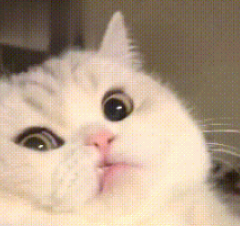 猫咪被主人亲了一口，气得咬牙切齿：我刀呢？都别拦着我